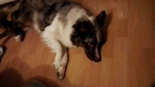 Epilepsie Hund Australian Shepherd Krampf Anfall [upl. by Noswal884]