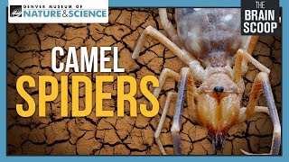 Camel Spiders Neither Camels nor Spiders [upl. by Katey]