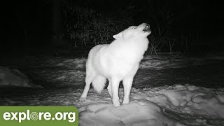 Best Of Wolf Cam  Playing Fighting amp Howling [upl. by Alracal]