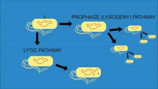 Bacteriophage Lambda  Cro and cI [upl. by Hendrika]