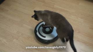 Cat shows HOW TO use iRobot Roomba Vacuum [upl. by Thay]