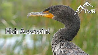 The Double Crested Cormorant Ultimate Fish Assassin [upl. by Onifur]