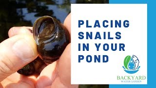 Introducing snails to your pond [upl. by Dene]