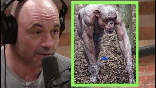 Joe Rogan  Chimps Are Vicious [upl. by Gosney375]