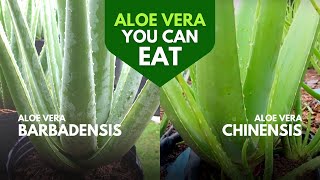 Which Aloe Vera is Edible [upl. by Daffodil]