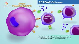 IMMUNE RESPONSE TO BACTERIAL INFECTION Innate vs Adaptive [upl. by Dino329]