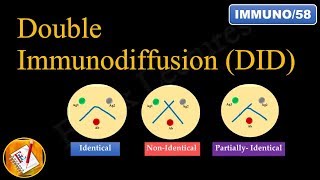 Double immunodiffusion Ouchterlony Double Diffusion FLImmuno58 [upl. by Latyrc]