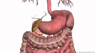 Introduction to the Digestive System Part 3  Intestines and Beyond  3D Anatomy Tutorial [upl. by Gertruda]