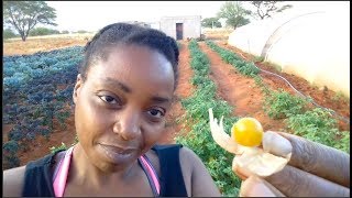 Growing Cape Gooseberries for the 1st time  Superfood [upl. by Ramalahs]