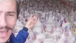 Man Talks To Flock Of Turkeys [upl. by Yssirhc]