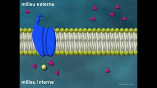 la perméabilité de la membrane plasmique [upl. by Ransom]