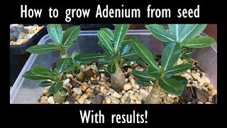 How to grow Desert Rose Adenium from seed with results [upl. by Laitselec188]