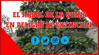 El árbol de la Quina en peligro de extinción  Naturaleza  Perú  Plantas medicinales  Bosques [upl. by Assilen]