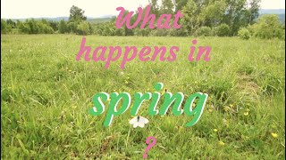 What happens in spring [upl. by Hartzel]