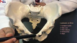 Female Pelvis  Practical Explanation  English  Nursing Lecture [upl. by Rida]