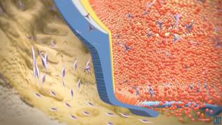 3D modeling  Root tooth development [upl. by Lilah829]