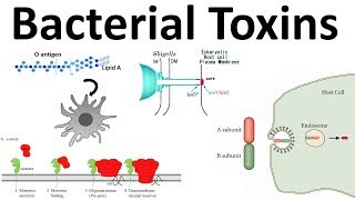 bacterial toxins Endotoxin and Exotoxins [upl. by Acirret270]