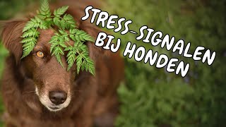 Stress signalen  calming signals bij honden [upl. by Perkins367]