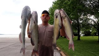 JUG Fishing For Springtime CATFISH CATCH CLEAN [upl. by Cartwright]