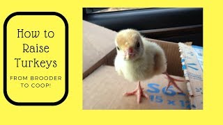 How to Raise Turkeys  From Brooder to Coop [upl. by Niwhsa]