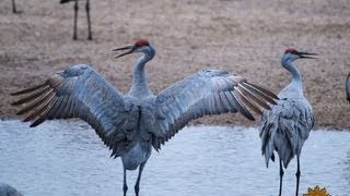 The magnificent sandhill crane migration [upl. by Maguire]