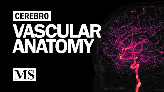 Cerebral Vascular Anatomy And Imaging [upl. by Anayit]