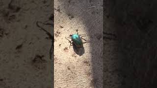 Sacred Egyptian scarab beetle [upl. by Fulbert]