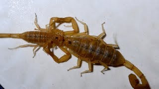 Incredible Scorpion Mating Ritual Leads To Birth [upl. by Ocirderf]