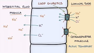 How Does Furosemide Work Understanding Loop Diuretics [upl. by Sperry676]