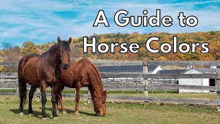 A Guide to Horse Colors [upl. by Colbert665]