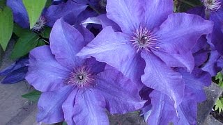 How To Grow Clematis In A Container [upl. by Ros]