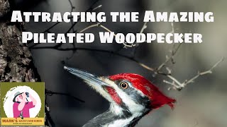 Attracting the Pileated Woodpecker [upl. by Alithea]