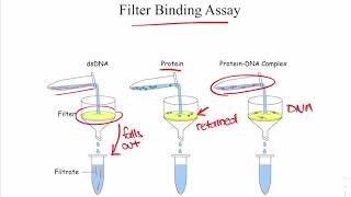 Filter Binding Assay [upl. by Sadiras]