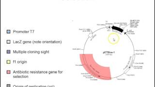 Plasmid vectors [upl. by Sanborne]