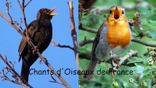 CHANTS dOISEAUX de FRANCE 30 chants [upl. by Gnik]