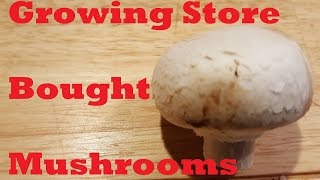 Growing Store Bought Mushrooms [upl. by Eednak]