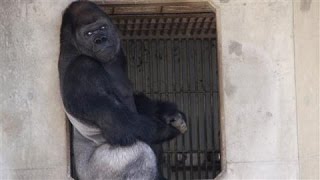 Japans Latest Heartthrob Shabani the Gorilla [upl. by Danna668]