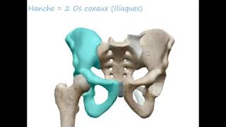 BASSIN OBSTÉTRICAL Anatomie [upl. by Nnanaej551]