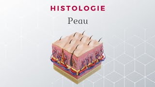 Histologie de la Peau [upl. by Amitak]