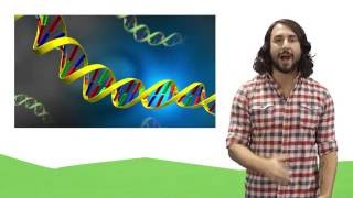 Nucleic Acids DNA and RNA [upl. by Lemmor]