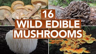 16 Wild Edible Mushrooms You Can Forage This Autumn [upl. by Runstadler]