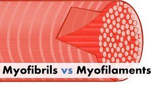 Myofibrils vs Myofilaments [upl. by Lyrak]