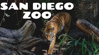 San Diego Zoo  Walking Tour 4K [upl. by Ilatan]