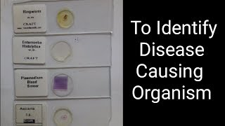 Identify Common DiseaseCausing Organism 12th bio practical no 14 cbse gseb [upl. by Immij]