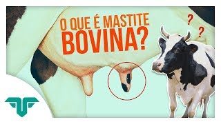 Guia Rápido O que é Mastite Bovina Transmissão e Tipos  Fertili [upl. by Rahman]