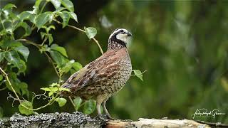 A Bob White quail sings a beautiful song at the Perrys Water Gardens in Franklin North Carolina [upl. by Anon]