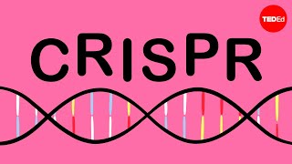 How CRISPR lets you edit DNA  Andrea M Henle [upl. by Madora]