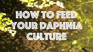 How To Feed Your Daphnia Culture [upl. by Dranrev]