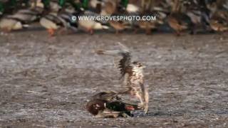 Prairie Falcon takes out a drake mallard [upl. by Enomad]