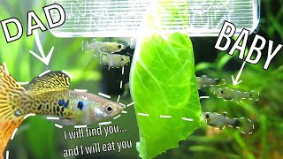 Guppies Eat their Babies  How to Reduce Cannibalism [upl. by Nauqyt]